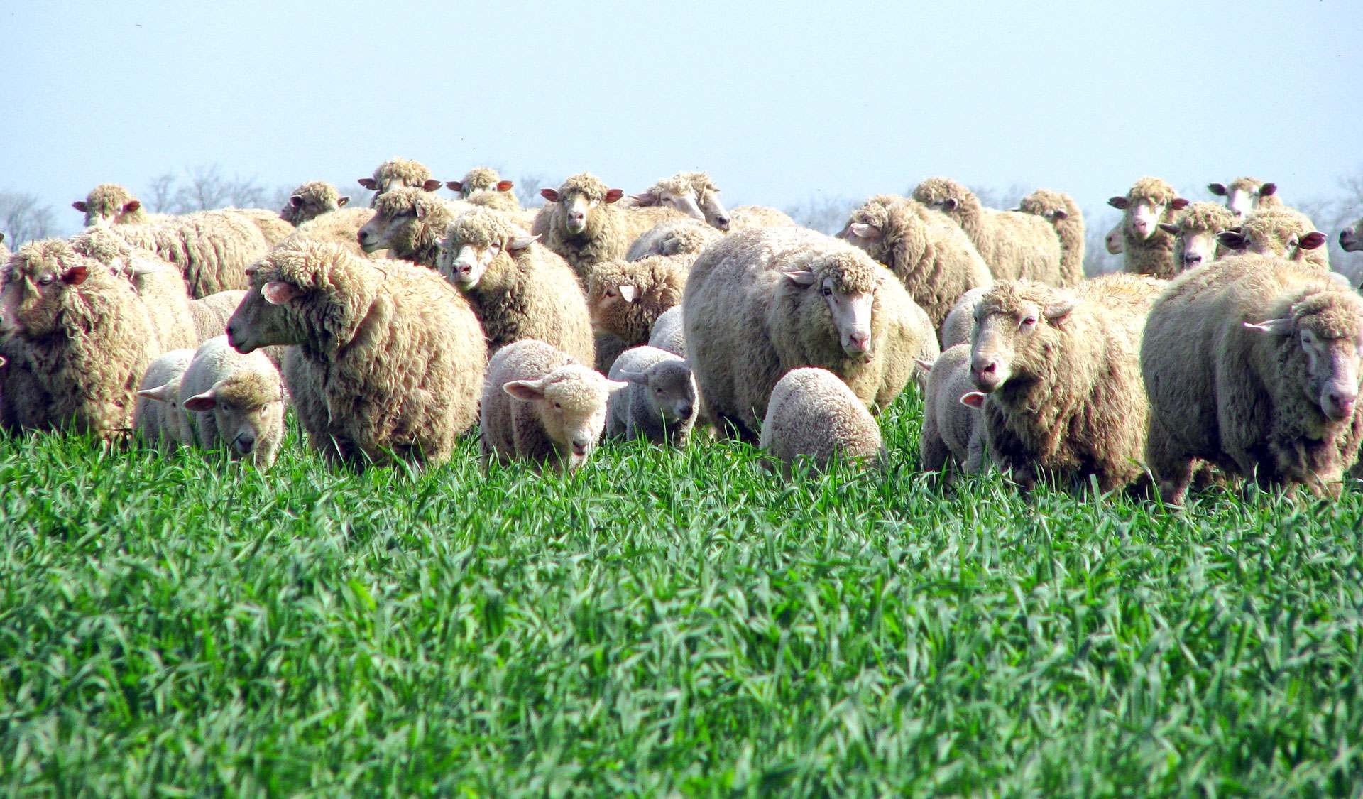 Кавказская порода овец