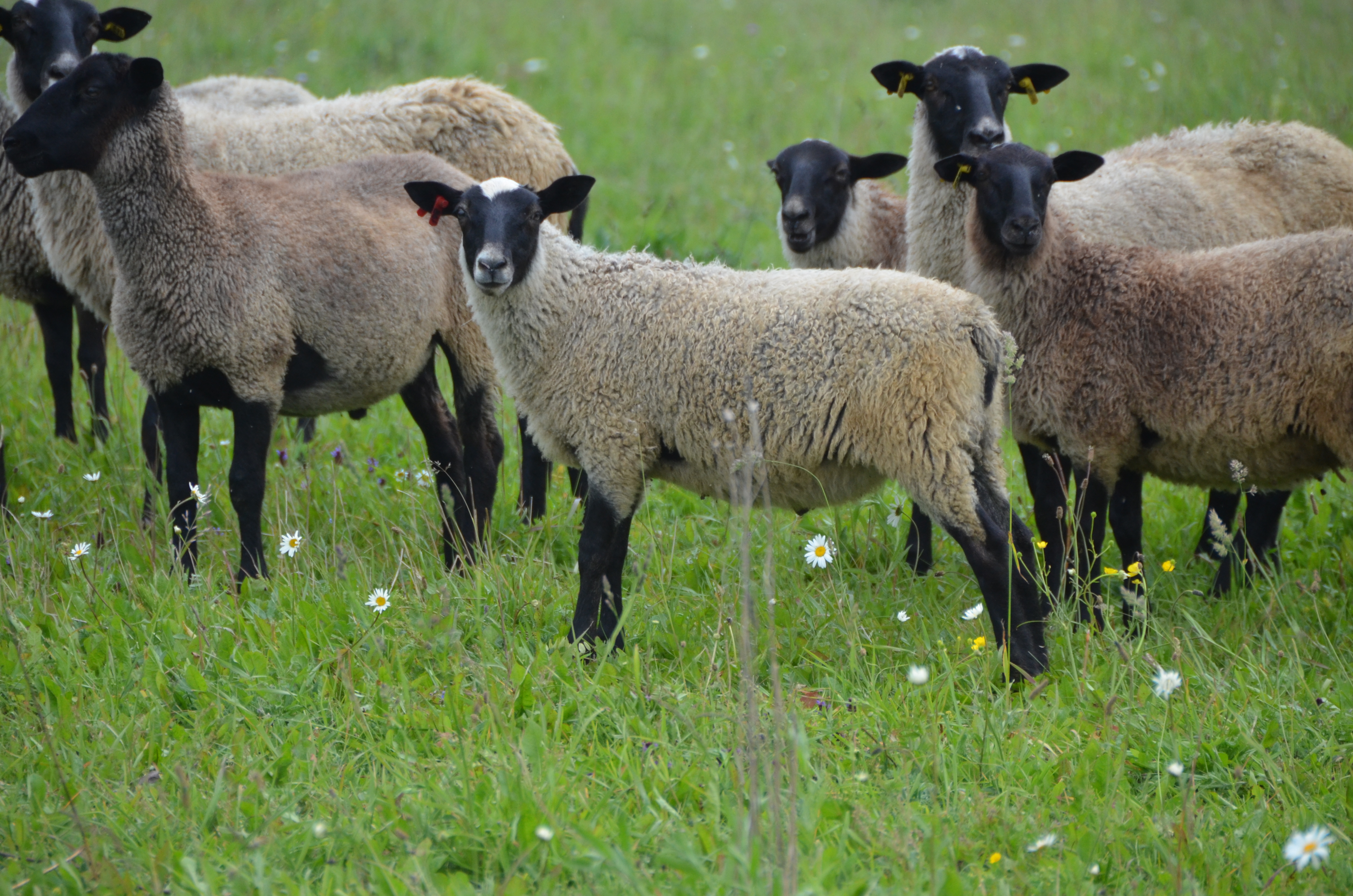 Романовская порода овец шерсть
