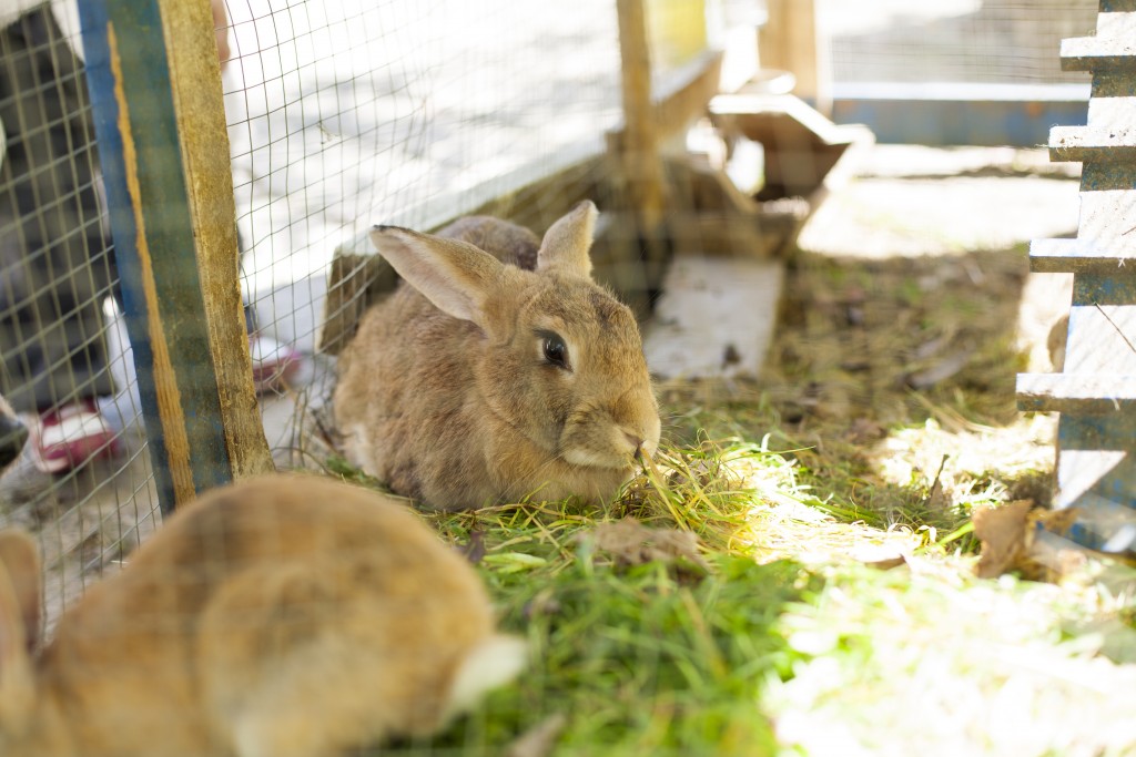 Содержание кроликов на улице летом