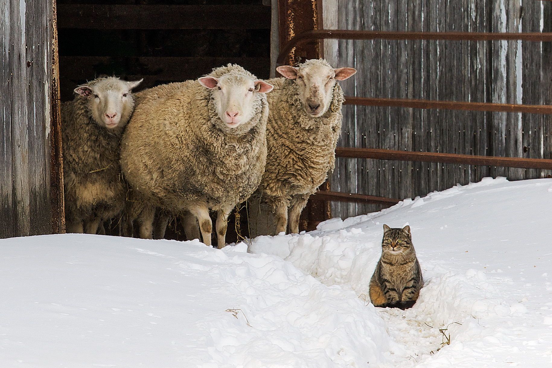 Содержание овец зимой