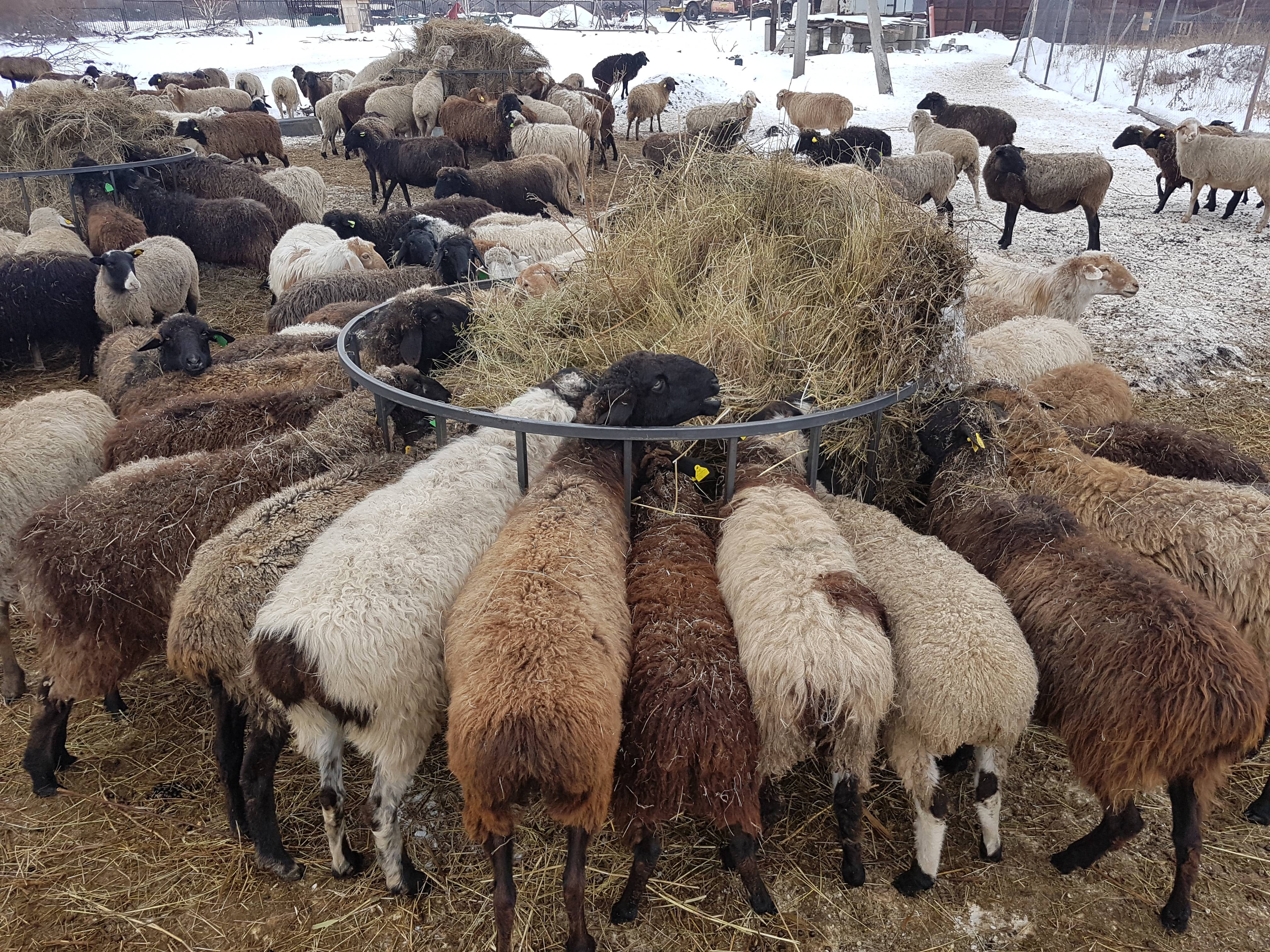 Чем кормить овец зимой