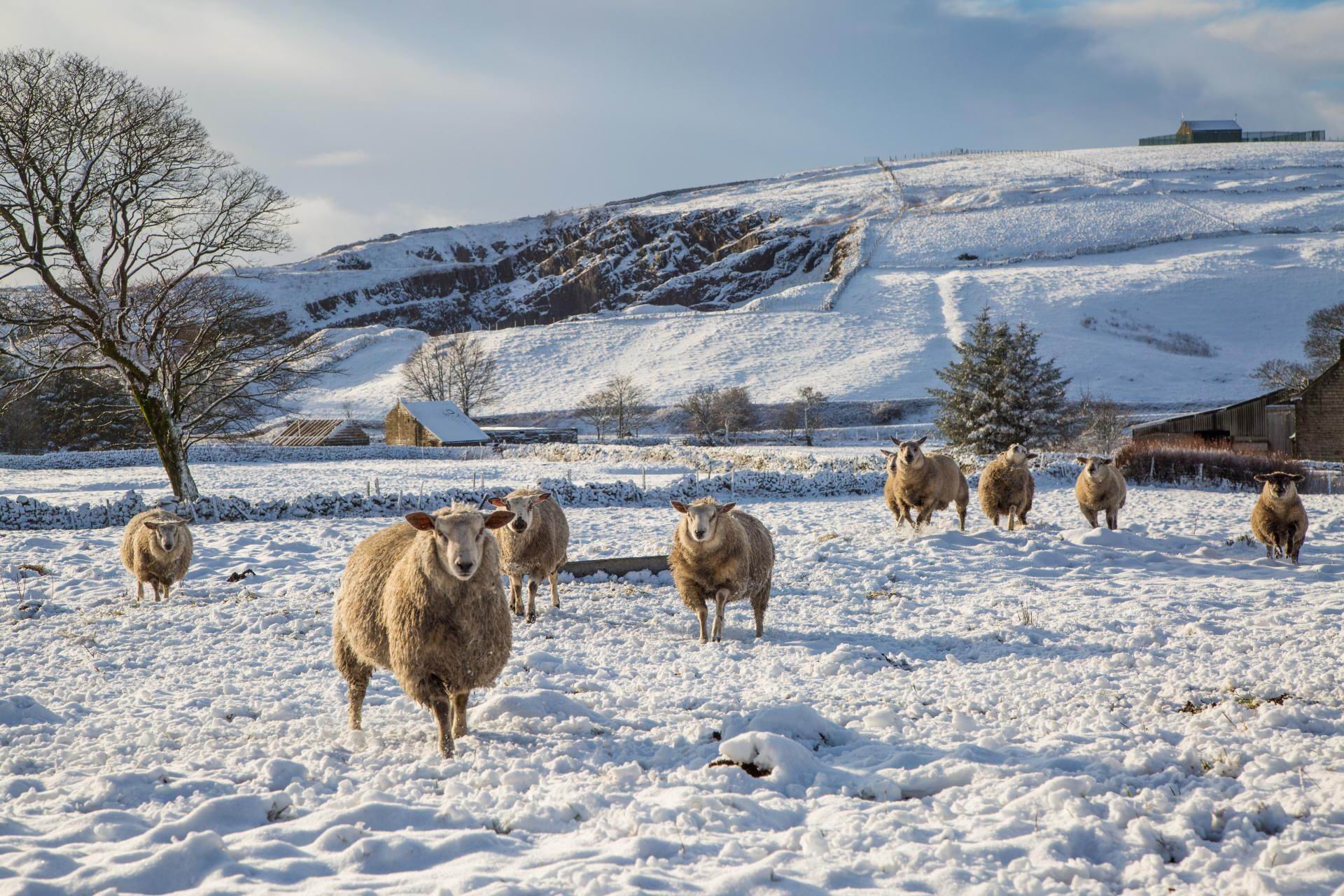 Уход за овцами зимой