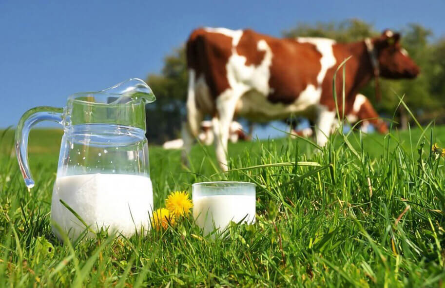 Сколько молока дает корова летом