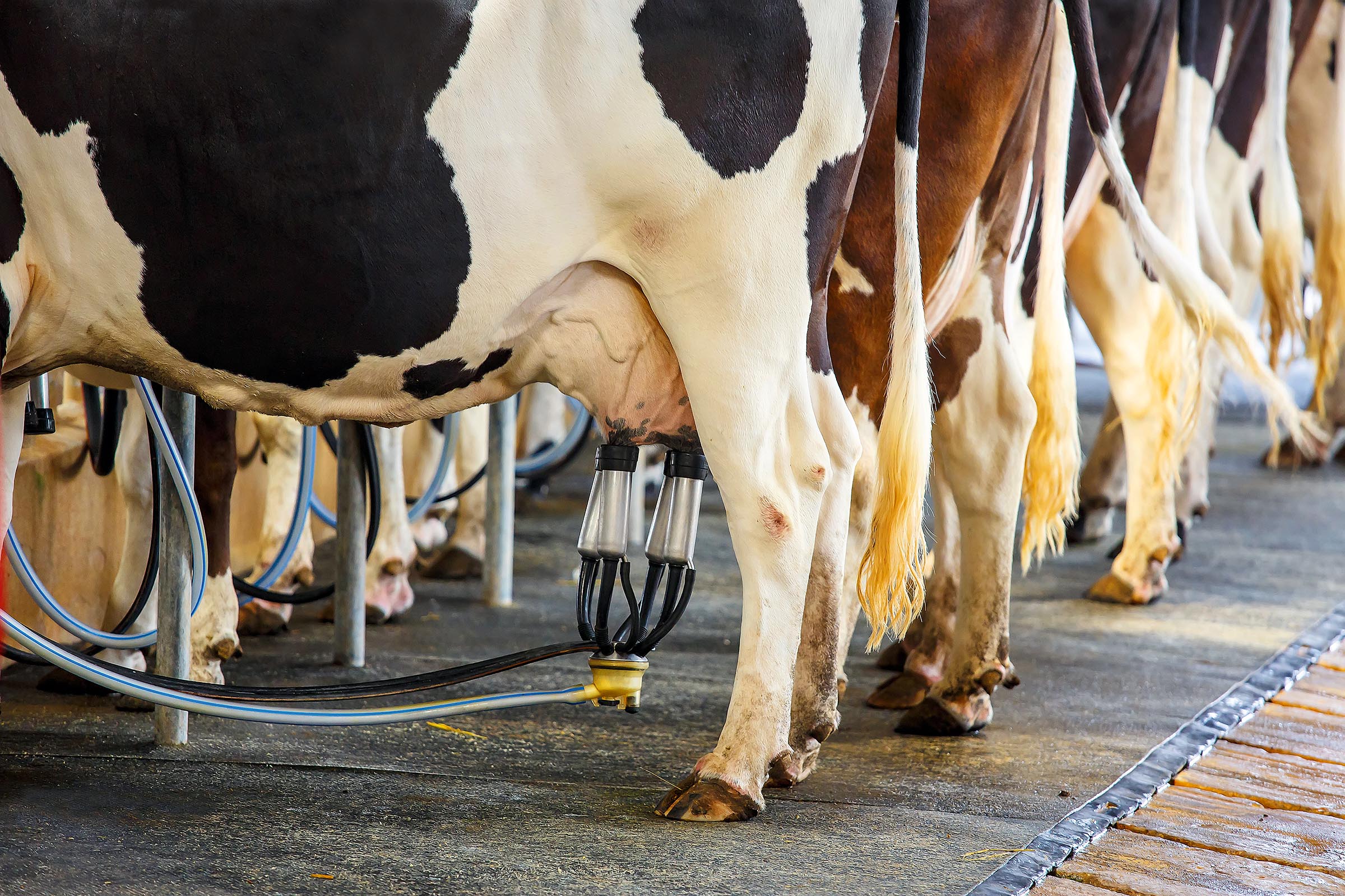 Почему корова сбавила молоко летом