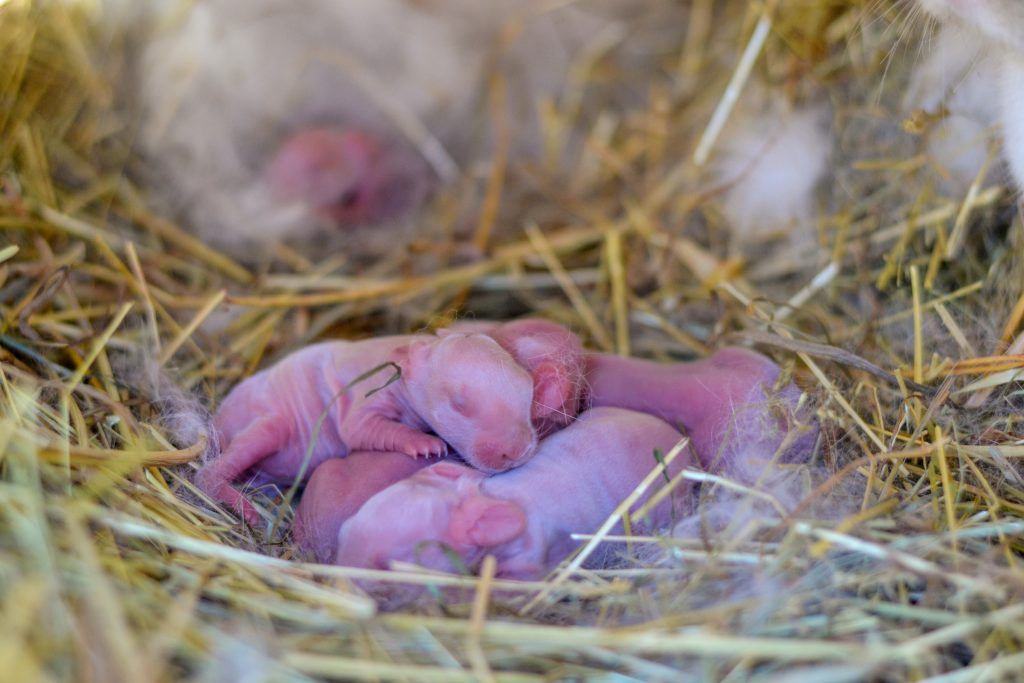 Уход за новорожденными крольчатами