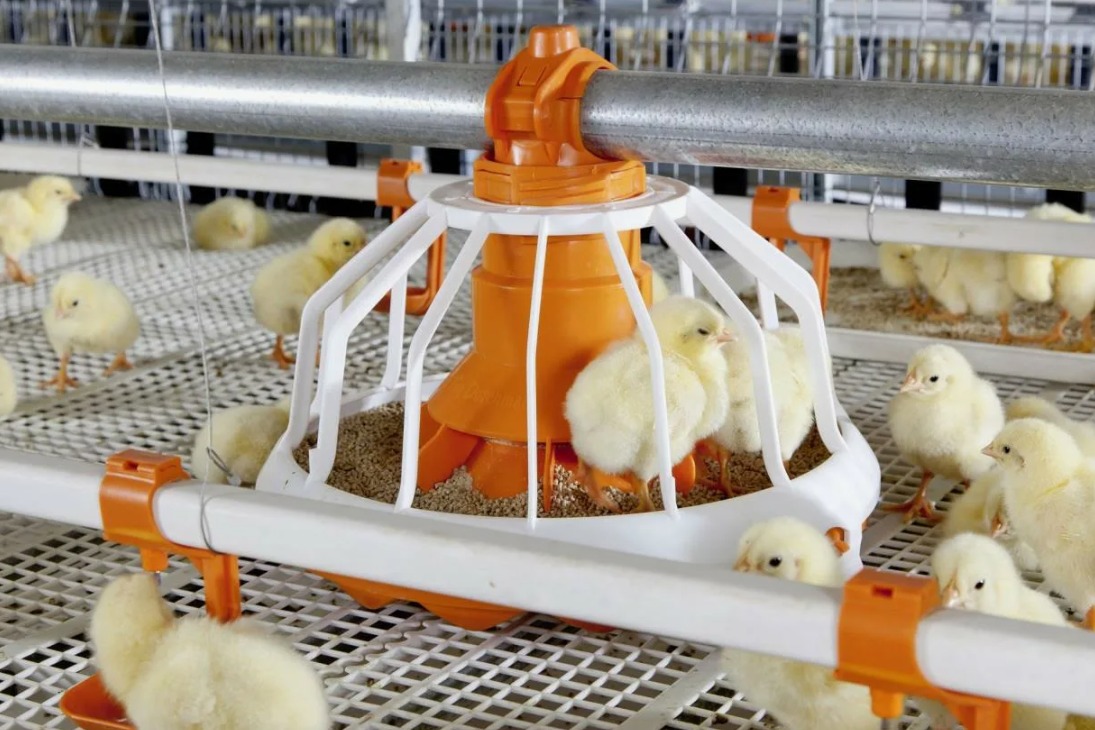укрепление иммунитета цыплят-бройлеров