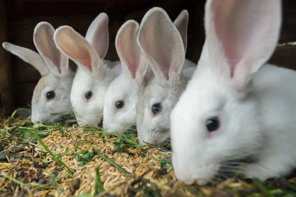 Какие витамины нужны кроликам