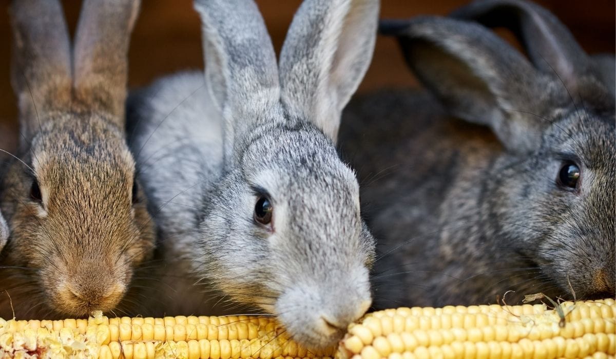 Витамины B и C для кроликов