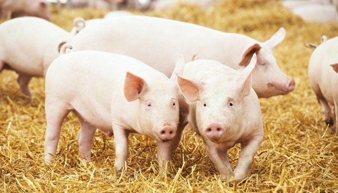 Витамины для свиней