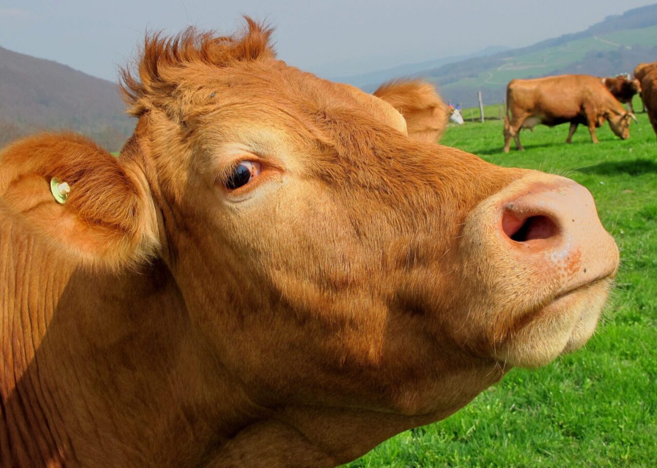 Стрессоустойчивость коров