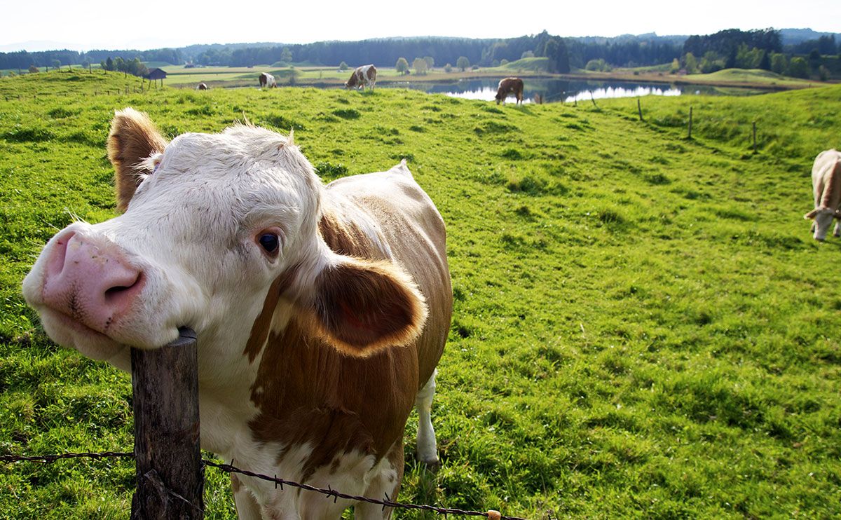 Настроение коров и удой