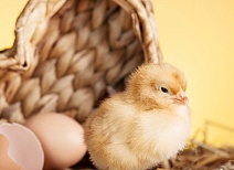 Что нужно учитывать при выборе кросса птицы для успешной инкубации яиц?