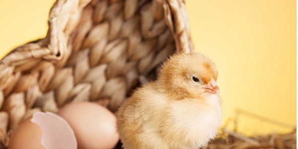 Что нужно учитывать при выборе кросса птицы для успешной инкубации яиц?